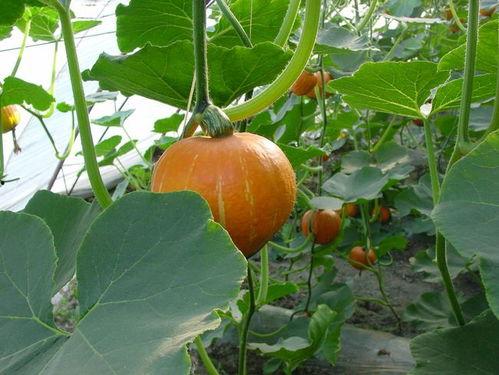 老兰瓜怎么吃  第2张